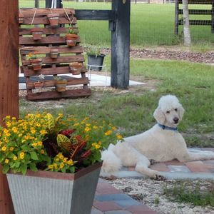 Meet your Posher, Tana